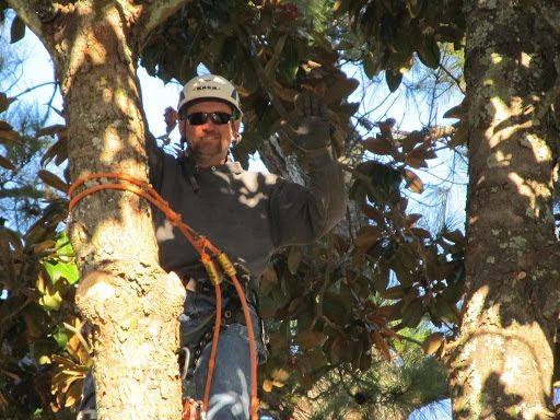 Black Bear Tree climber